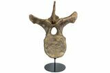Triceratops Dorsal Vertebrae On Stand - North Dakota #77971-1